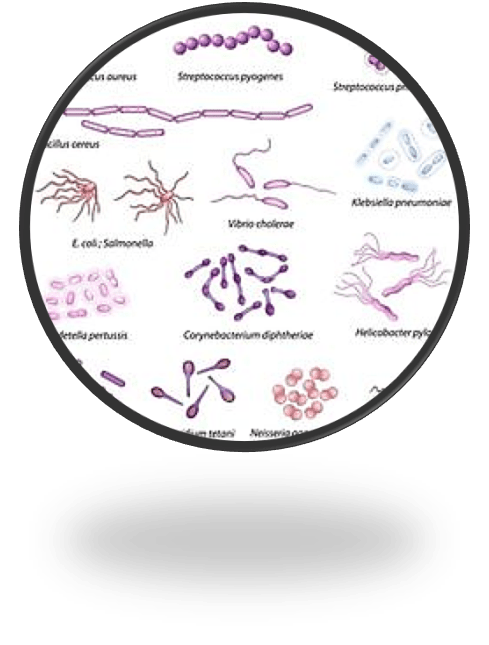 bakterioskopicheskie-issledovaniya-2.png