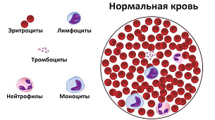 Лимфоциты в крови